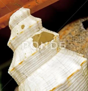 Sea shell Stock Photos