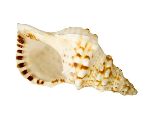 Sea shell Stock Photos