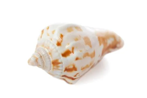 Sea shell Stock Photos