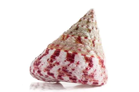 Sea shell Stock Photos