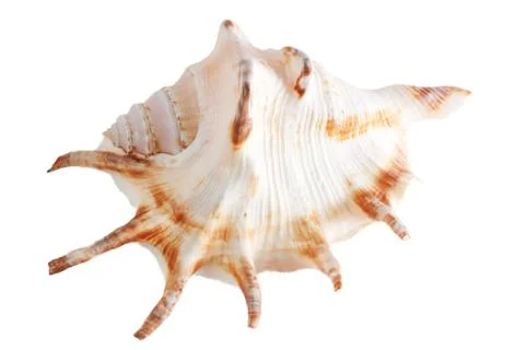 Sea shell Stock Photos