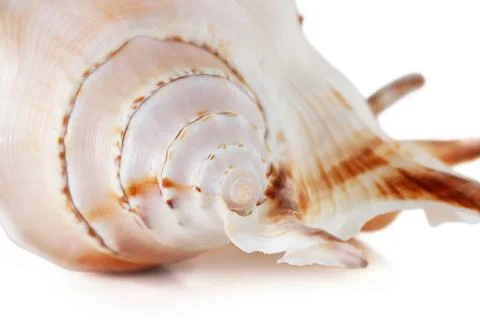 Sea shell Stock Photos