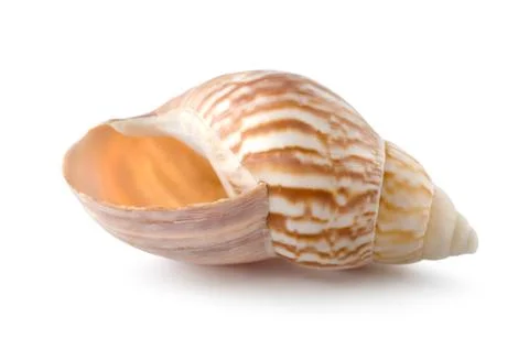 Sea shell Stock Photos