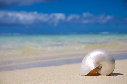 Sea shell 库存照片