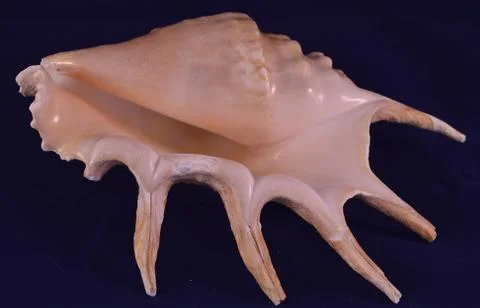 Sea shell Stock Photos