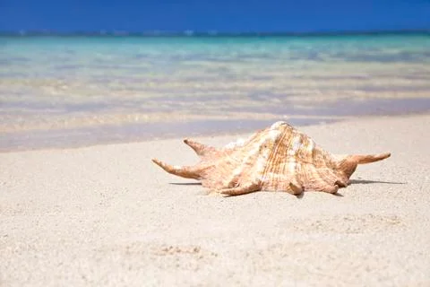 Sea Shell Foto stock