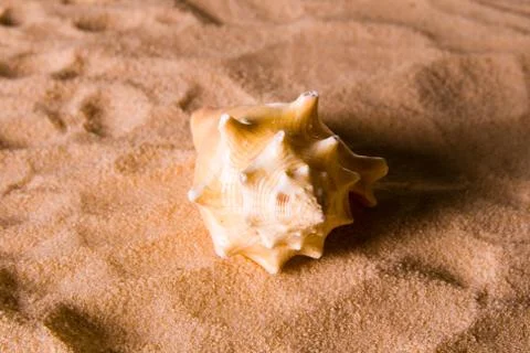 Sea Shell Foto stock