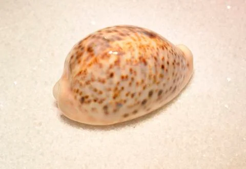 Sea shell Stock Photos