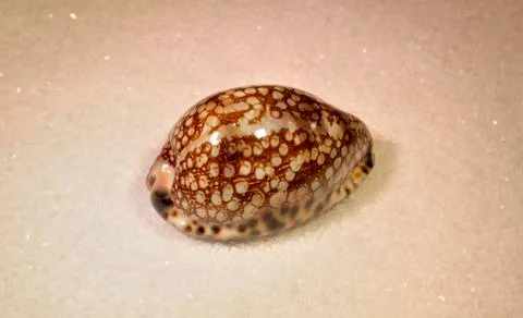 Sea shell Stock Photos