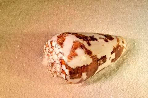 Sea shell 스톡 사진