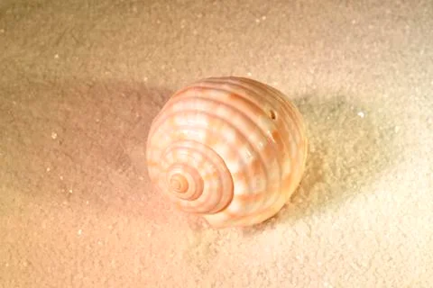 Sea shell Stock Photos