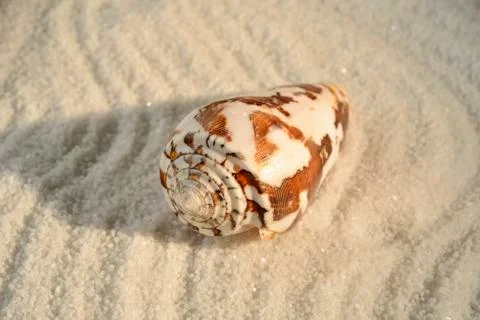 Sea shell Stockfoto's