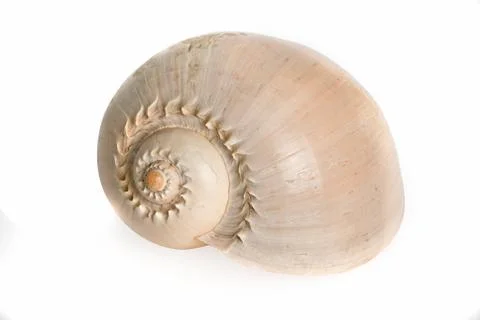 Sea shell Stock Photos