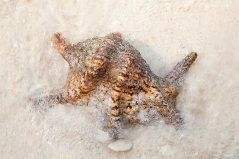 Sea shell Stock Photos