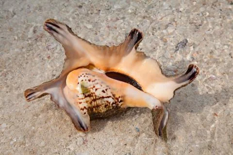 Sea shell Stock Photos