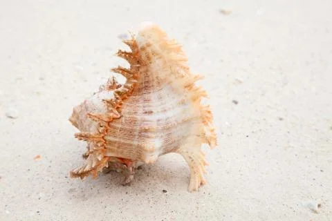 Sea shell Stock Photos