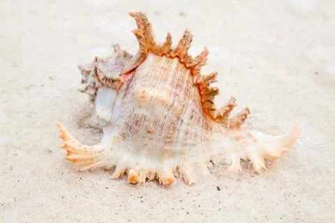 Sea shell Foto stock