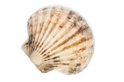 Sea shell Stock Photos