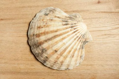 Sea shell Stock Photos