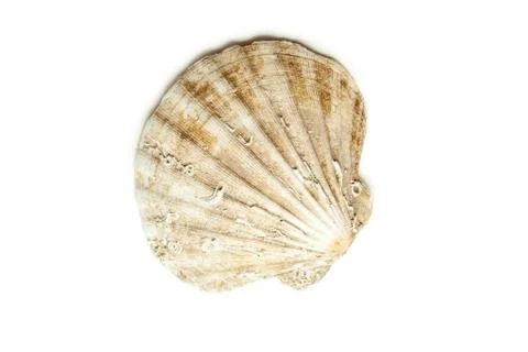 Sea shell Foto stock