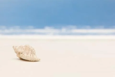 The sea shell Stock Photos