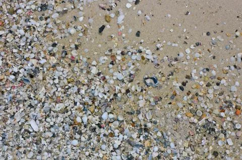 Sea shell Stock Photos