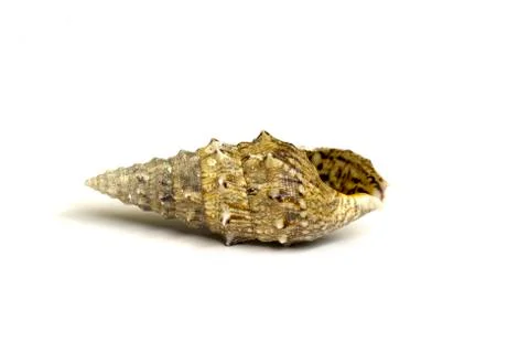 Sea shell Stock Photos