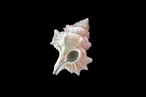 Sea shell Stock Photos
