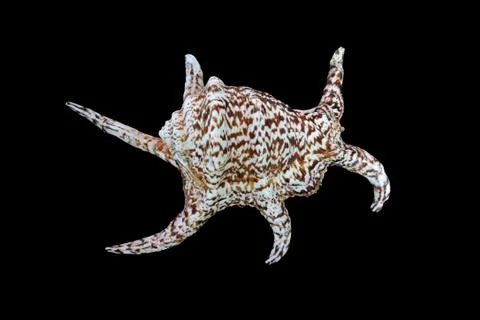 Sea shell Stock Photos