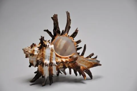 Sea ​​shell Stock Photos