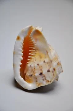 Sea ​​shell Stock Photos