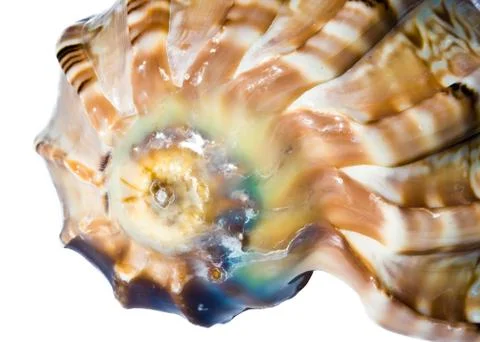 Sea shell Stock Photos