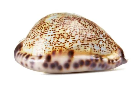 Sea shell Stock Photos