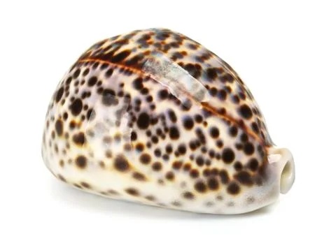 Sea shell Stock Photos