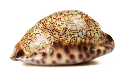 Sea shell Stock Photos