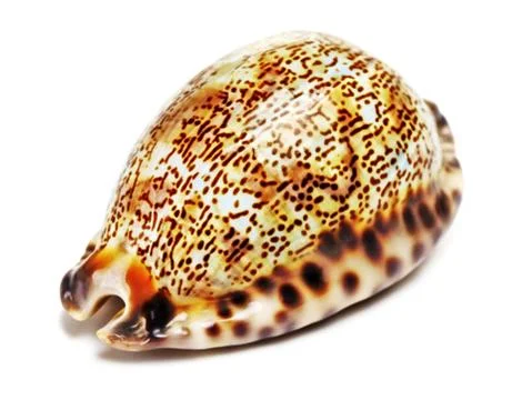 Sea shell Stock Photos