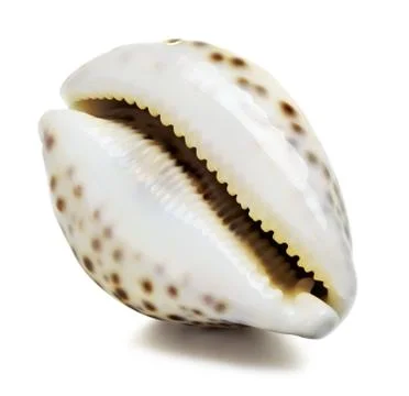 Sea shell Stock Photos