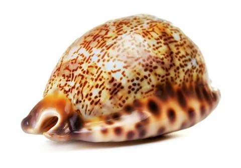 Sea shell Stock Photos