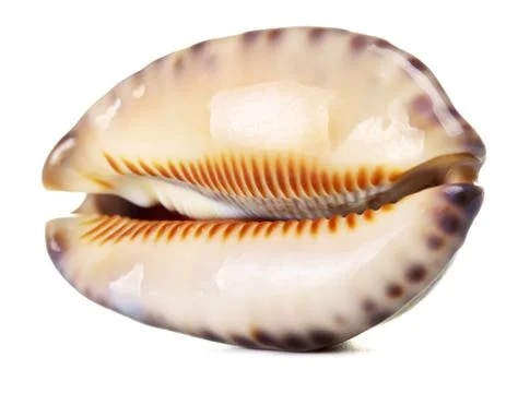 Sea shell Stock Photos