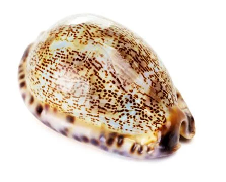 Sea shell Stock Photos