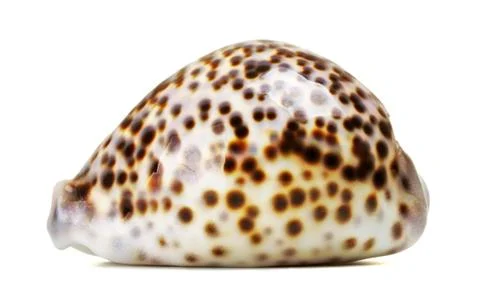Sea shell Stock Photos
