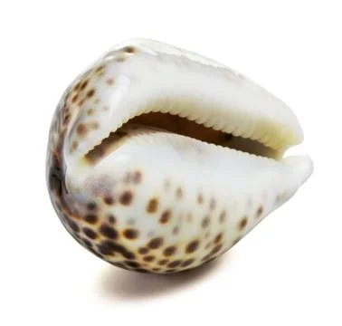 Sea shell Stock Photos