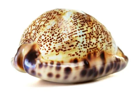 Sea shell Stock Photos