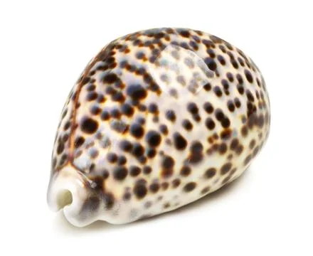 Sea shell Stock Photos