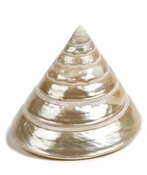 Sea shell Stock Photos