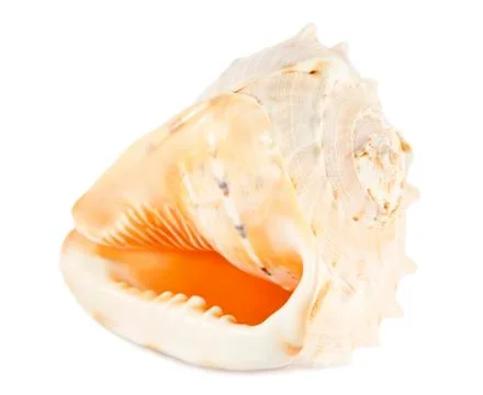Sea shell Stockfoto's