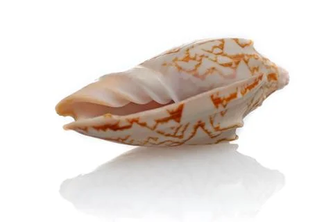 Sea shell Stock Photos