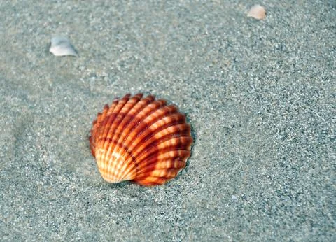 Sea shell Stock Photos