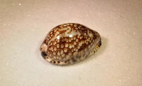 Sea shell 写真素材