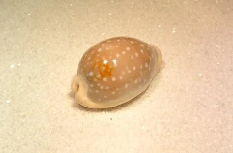 Sea shell Foto stock